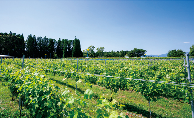 We are particular about soil preparation