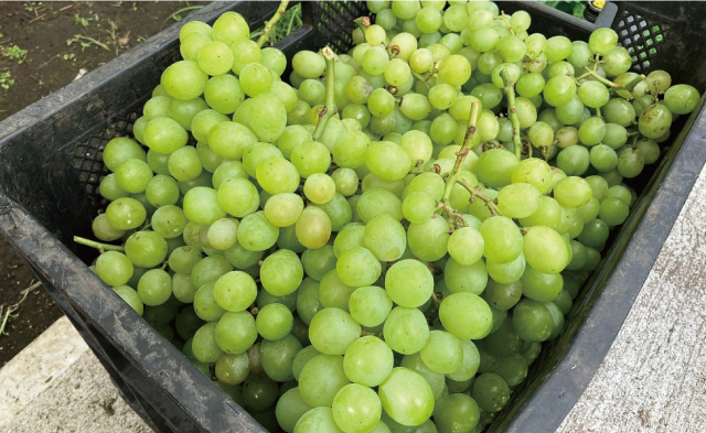 More than 35 varieties of grapes are grown