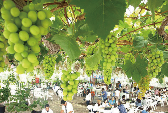 w grape images - on page
