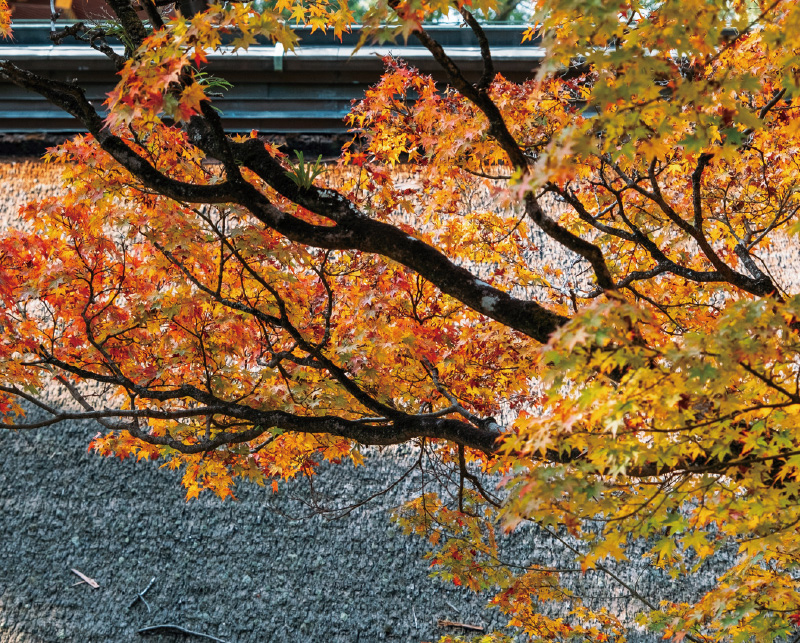 太宰府　菊と紅葉@800x-80