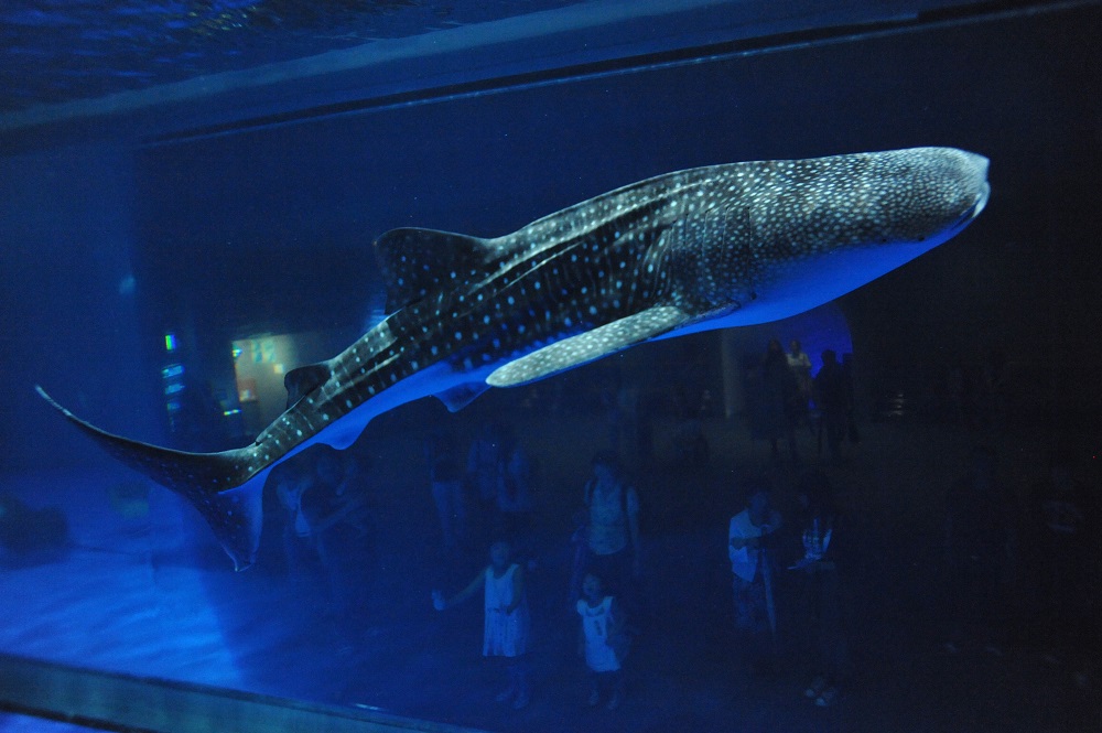 Io World 鹿兒島水族館 vol.13