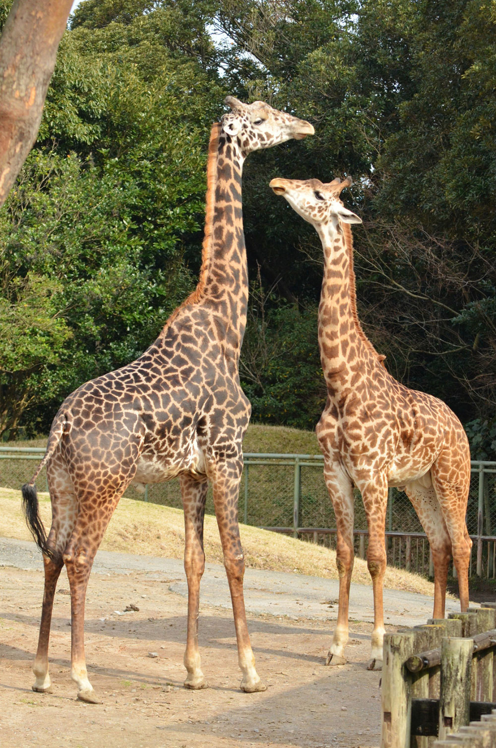 平川動物公園で過ごすキリンは「マサイキリン」という種類。国内の動物園で多く見られるアミメキリンとは異なり、マサイキリンが見られる動物園は国内で３園だけ。