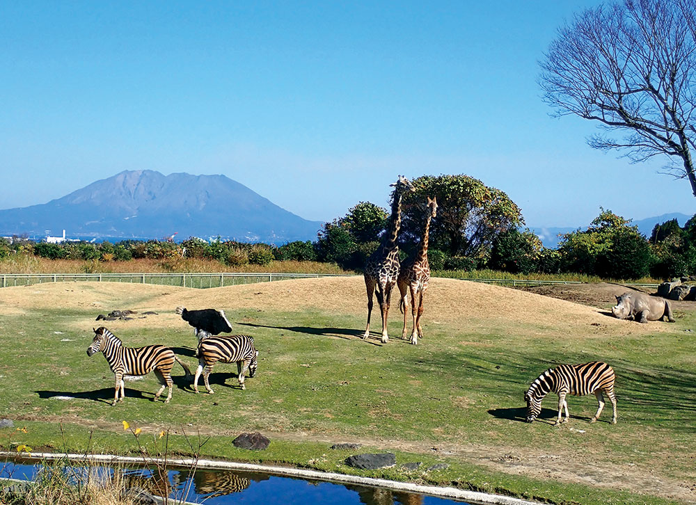 African Savannah zone