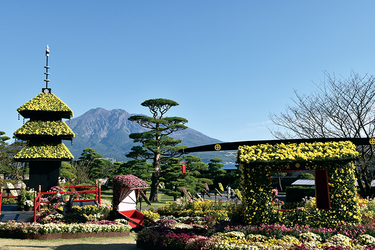 仙巌園菊まつり（11月）