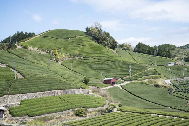 Kyoto Infused with Tea