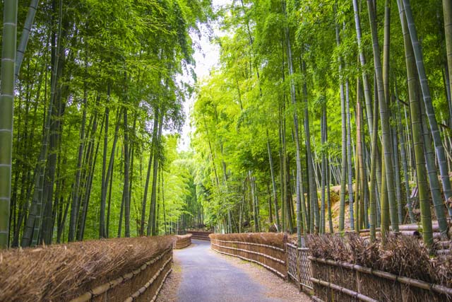 Kyoto Otokuni Bamboo Grove