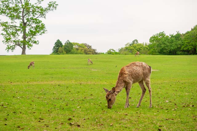 奈良県