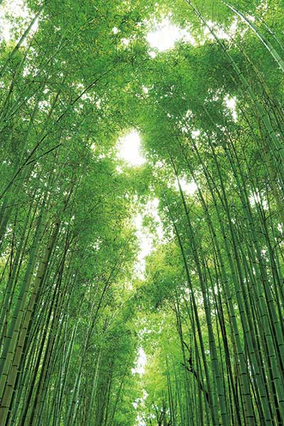京都を代表する孟宗竹が数万本植えられており、夏には涼を感じられる。