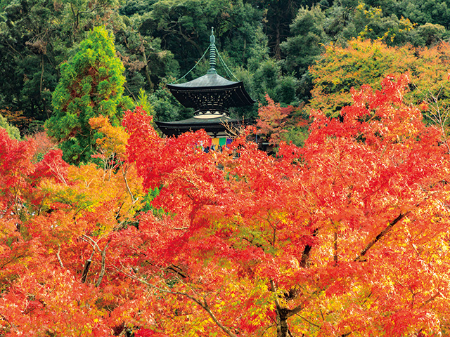 永観堂 禅林寺 京都観光コンシェルジュ