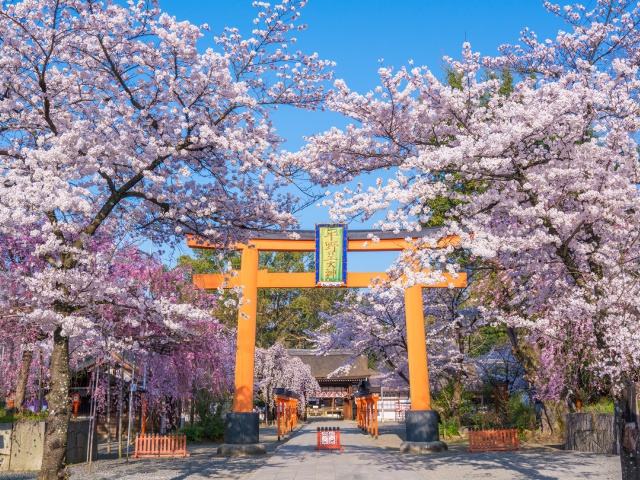 平野神社_vol18