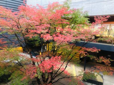 イロハモミジが植栽され、心地よい風が通り抜ける中庭。休憩スペースとしても利用できる。