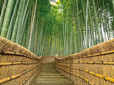 Bamboo Forest