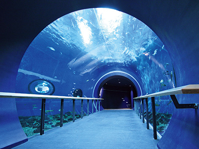国内最大級の淡水生物の展示室。トンネル水槽では、ビワマスなどの固有種を間近で見られる。

