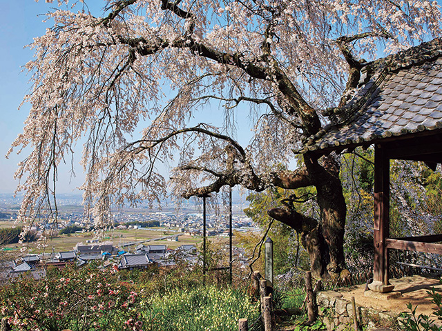 地蔵禅院の桜　vol14　京都府観光連盟