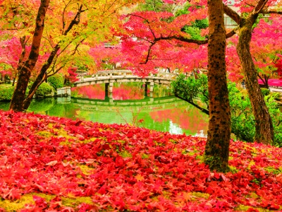 The temple grounds are blanketed in red and yellow, as if a carpet of autumn leaves had been spread out.