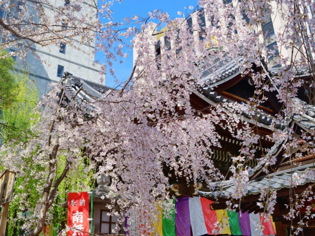 六角堂 頂法寺　vol22　グラビア