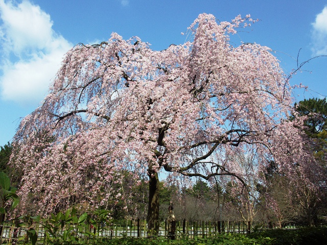 京都御苑　vol22　グラビア