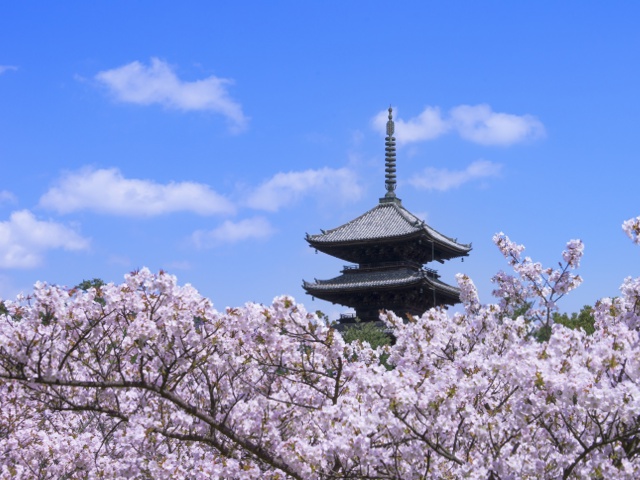 仁和寺　vol22_グラビア