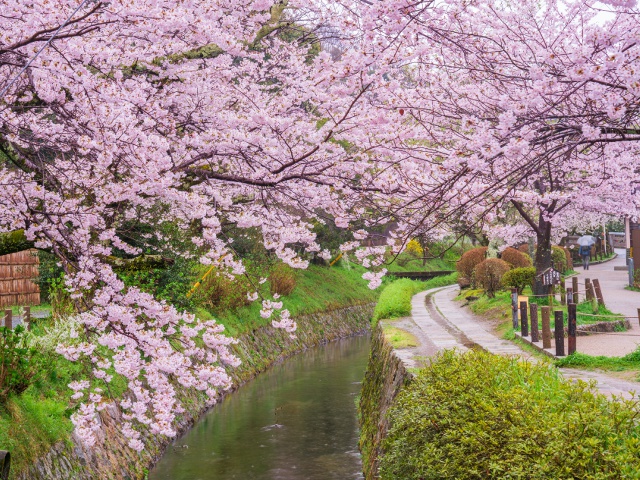 哲学の道　vol22　グラビア