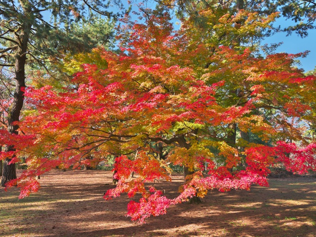 京都御苑　vol23　グラビア