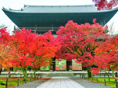 色鮮やかなモミジが鑑賞できるのは例年11月中旬～12月上旬。