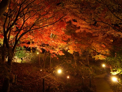 Every year, the autumn leaves are illuminated from mid- to late November.
