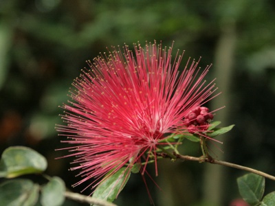 On Saturdays, Sundays, and holidays from early January to early February, They offer a “Greenhouse Flower Tour” where you can enjoy a variety of greenhouse plants. The photo shows Calliandra, which is in full bloom from January to February.