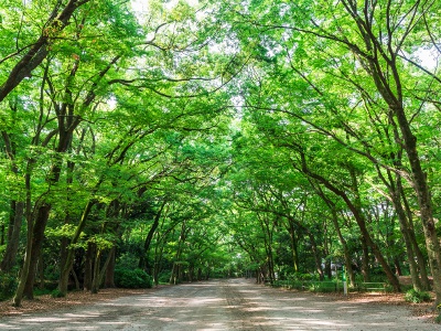 下鴨神社境内に茂る約３万６０００坪の広さを誇る糺の森。アーチ状に色めく青もみじがすてき。