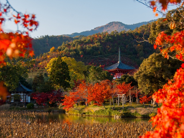 旧嵯峨御所 大本山大覚寺_vol.23_エリア