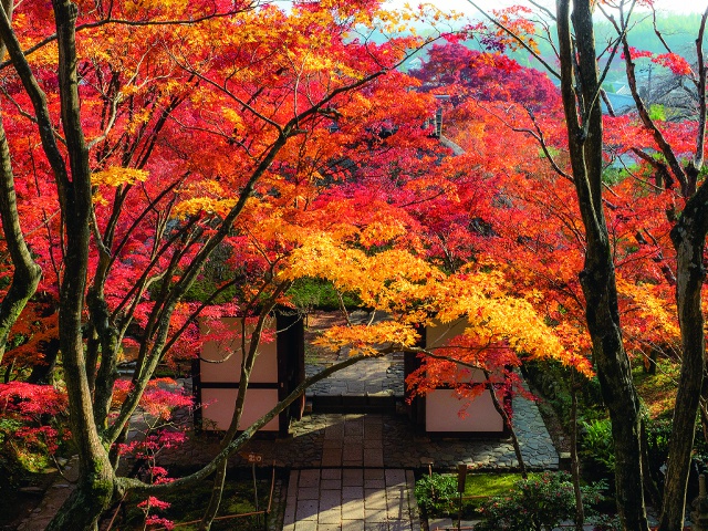 常寂光寺　vol.17 グラビア