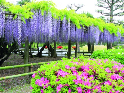 約1万房が美しい花を咲かせる藤棚。例年見ごろは4月中旬～5月上旬。