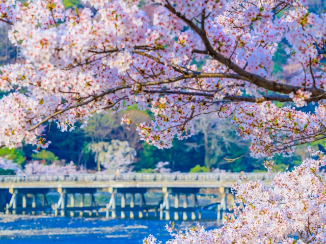 渡月橋_vol.22_エリア