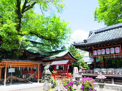 Haiden (A building for worship),  Goshinboku (A sacred tree)