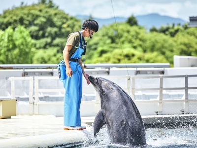 Dolphin Programs