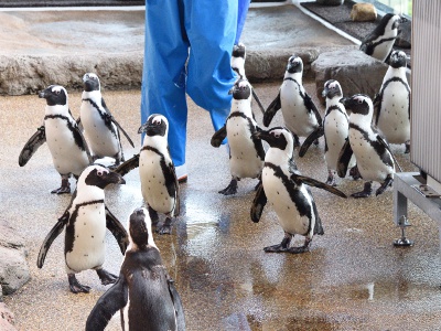Penguin's feeding time