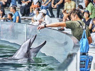 イルカのがっこう