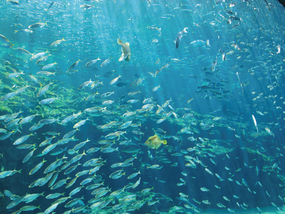 九十九島水族館海きらら