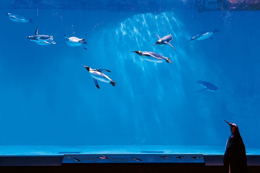 ペンギン水族館 vol.5