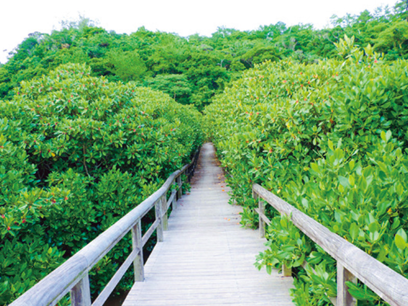 北部・やんばる