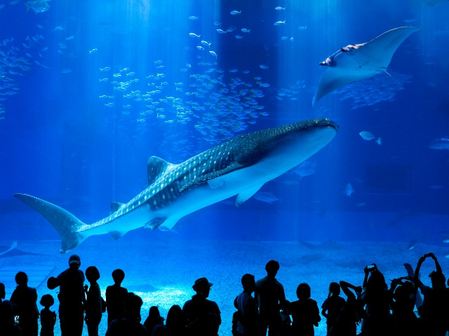 沖縄1_エリア_国営沖縄記念公園（海洋博公園）