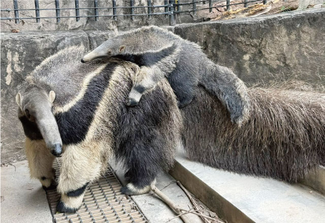 沖繩兒童樂園 第2卷