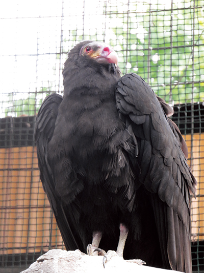 日本国内では天王寺動物園でのみ飼育しているキガシラコンドル。コンドル類の中でも小型の部類に入り、派手な色合いの顔が特徴。