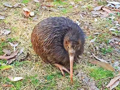 ニュージーランドの北島に生息するキーウィ。絶滅危惧種の希少な鳥で、こちらも飼育しているのは天王寺動物園だけ。