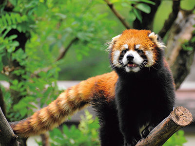標高1800～4000ｍの森林や竹藪で単独生活をするレッサーパンダ。木登りが上手で、動物園では木の上で休息している姿がよく見かけられる。