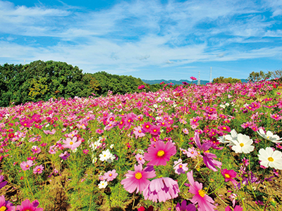 10月上旬～下旬にはコスモスが見ごろを迎える。
写真提供：万博記念公園マネジメント・パートナーズ