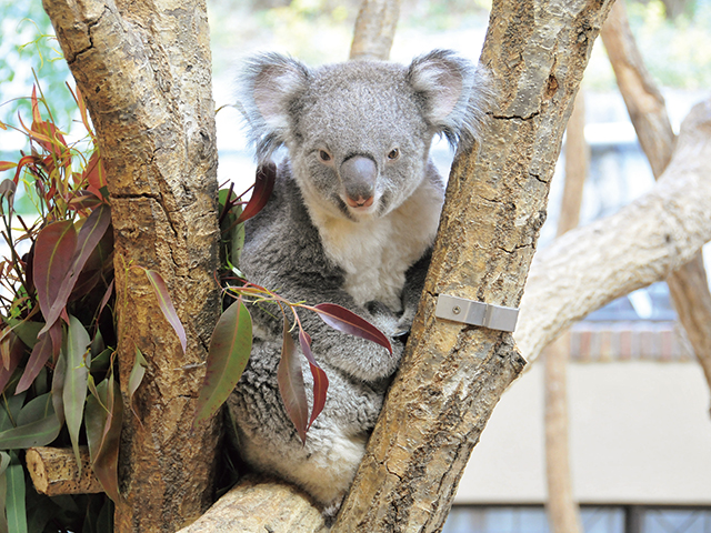 神戸市立王子動物園　vol.8　巻頭特集