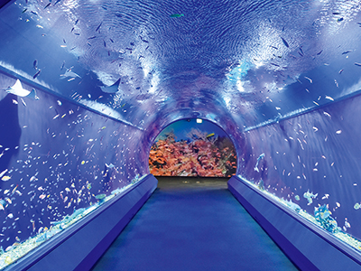 トンネル型水槽「アクアゲート」では海中を散歩しているような気分が味わえる。