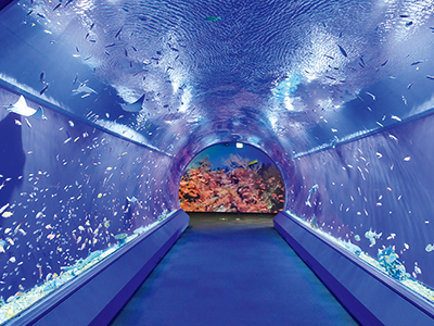 You can enjoy the feeling of walking in the sea in the tunnel type tank 