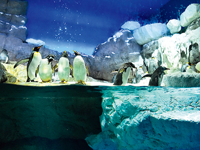 「南極大陸水槽」にはペンギンたちが暮らす。