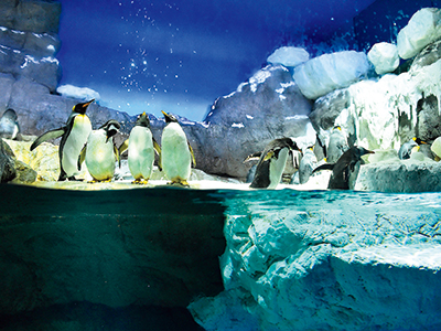 Penguins live in the Antarctic Tank.